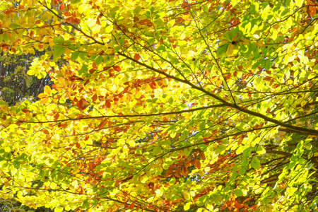 Foliage, colorful autumn leaves lit by the sun on a tree branches.