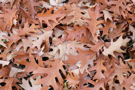 Autumn Oak leaves, foliage backgroundの写真素材