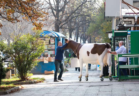 People pushing a plastic artificial cow down the street in Sofia, Bulgaria on Nov 01, 2021. Dairy advertisingのeditorial素材