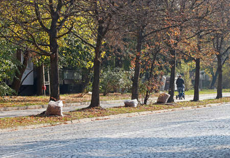 Transparent plastic bags full of autumn leaves, propped on a tree. Autumn sceneの写真素材