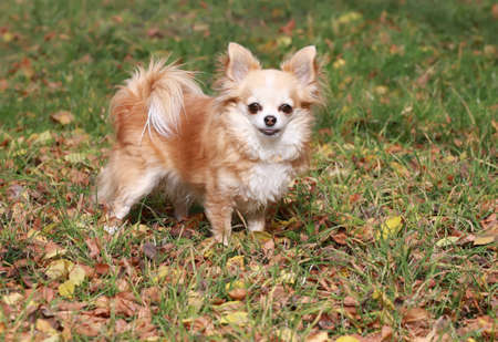 Long haired Chihuahua dog outdoor portraitの写真素材