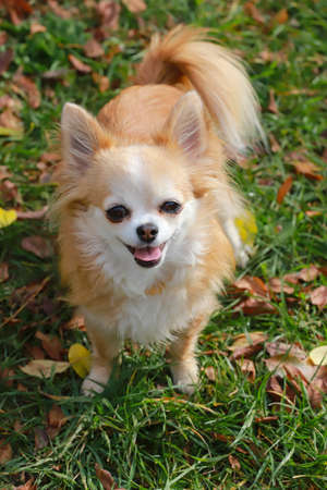 Long haired Chihuahua dog outdoor portraitの写真素材