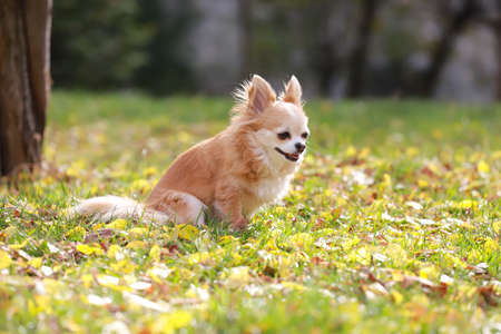 Long haired Chihuahua dog outdoor portraitの写真素材
