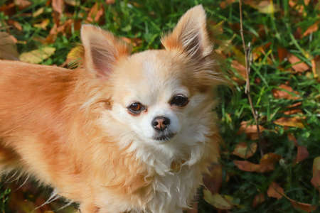 Long haired Chihuahua dog outdoor portraitの写真素材