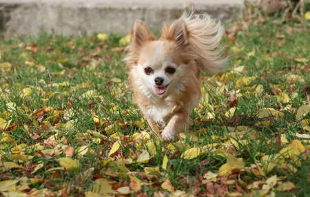 Long haired Chihuahua dog runs in autumn leaves outdoorの写真素材