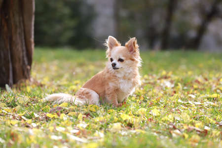 Long haired Chihuahua dog outdoor portraitの写真素材