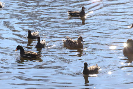 Water birds Mallard ducks and Moorhen (Gallinula) in a lake of contrasting light and sun flaresの写真素材