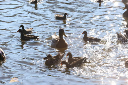Water birds Mallard ducks and Moorhen (Gallinula) in a lake of contrasting light and sun flaresの写真素材