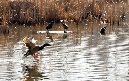 Water birds Mallard ducks and Moorhen (Gallinula) in a lake of contrasting light and sun flaresの写真素材