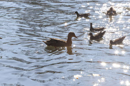 Water birds Mallard ducks and Moorhen (Gallinula) in a lake of contrasting light and sun flaresの写真素材