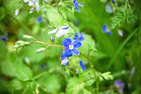 Small blue flowers with buds on the grass backgroundの写真素材