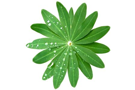 Close-up of green leaves with rain drops on. Isolated on white backgroundの写真素材