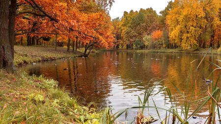 Colorful autumn landscape. Foliage trees, lake with ducks.