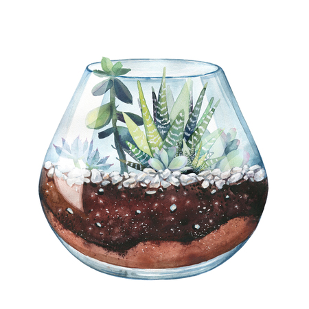 Watercolor illustration. Composition of succulents. Floral design. Terrarium for succulents and cacti. Open glass sphere. Round transparent vase. Isolated on white background. Home flower. Home Decor.の写真素材