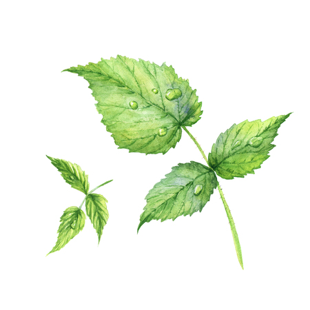 Set of green watercolor raspberry leaves. Realistic illustration. Isolated on white background. Fresh leaves with dew drops. Summer.の写真素材