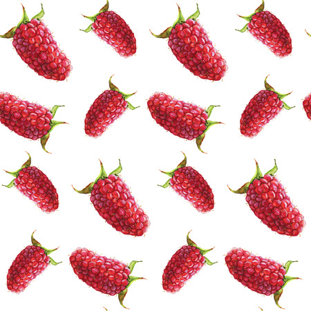 Seamless pattern. Hand drawn watercolor realistic illustration. Ripe red raspberry. Isolated on white background. Red berries. Juicy, fresh, eco-friendly.の写真素材