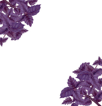 Illustration of a Bundle of red Basil. Decoration for corners. Purple leaves isolated on white...