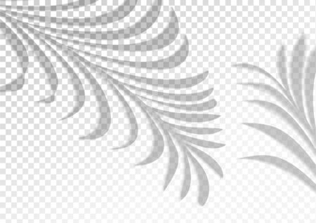 Two transparent shadows from palm leaves. The transparent shadow overlay effect. Tropical leaves. Mockup with overlay a palm leaf shadow. Natural lighting overlays shadow on top. Realistic vector.のイラスト素材