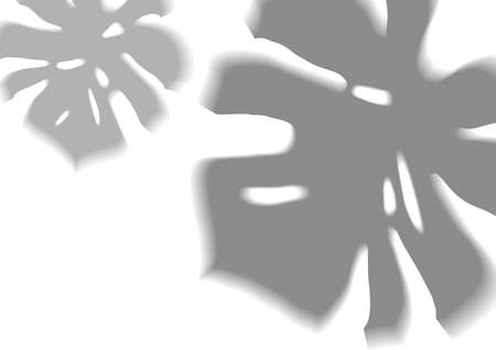 Transparent shadow overlay of a Monstera leafのイラスト素材