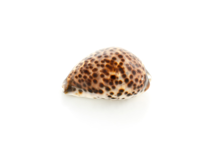 seashell for massage on a white backgroundの写真素材