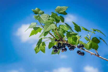 Beautiful and fresh black currant on branch in summer on background blue sky and white cloudsの写真素材