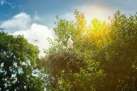 Black and white storks in nest on the blue sky backgroundの写真素材