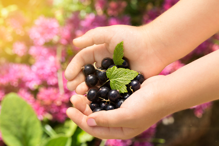 Close-up image of kid hands holding black currant. Young girl holding fresh berries black currants after harvest from garden.の写真素材