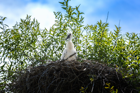 Black and white storks in nest on the blue sky backgroundの写真素材