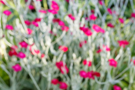 Background concept: Abstract texture blurred green and red flower.の写真素材
