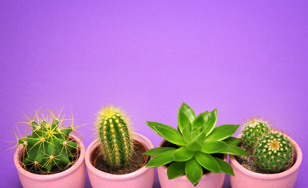 Fashion Design Cactus closeup succulent front view in purple ceramic pot with copy space. Cacti...