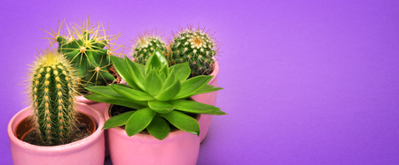 Fashion Design Cactus succulent front view  in ceramic pot with copy space. Cacti Minimal summer still life concept. Trendy Bright Color. Green Mood on ultra violet background.の写真素材