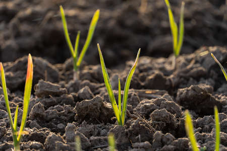 Garlic plants in a bed in early spring, gardening and growing vegetables.の写真素材