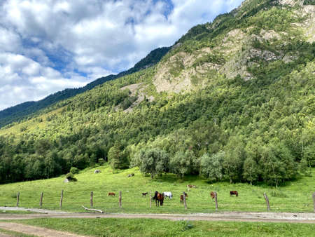Mountain landscape in the open air depicting clouds, conifers and meadows