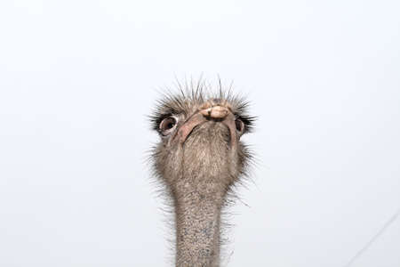 The ostrich on the sky background in winterの写真素材