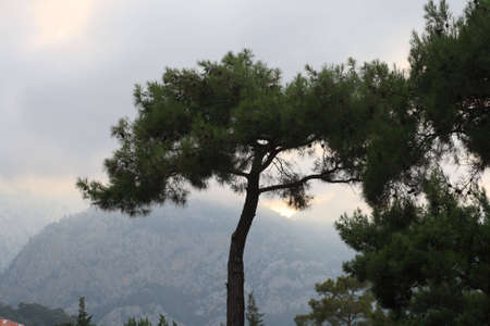 View of the tropical tree in the eveningの写真素材