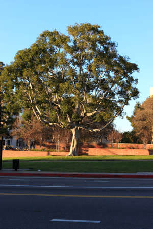 The park near with a road, California, USA