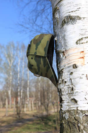 The kepi army on a birch in parkの写真素材