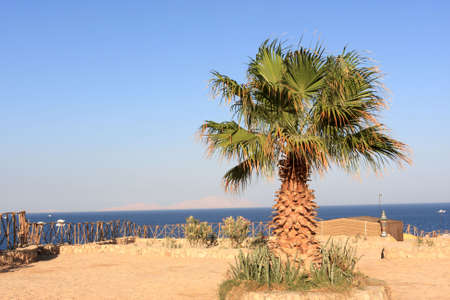 The palm on the sea background, Egyptの写真素材
