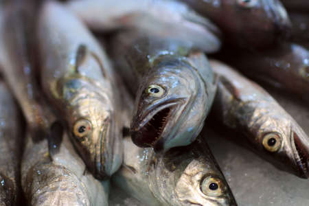 Fish at La Boqueria market in Barcelona, Spainの写真素材