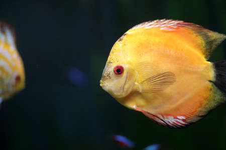 Iy is yellow fish in the aquariumの写真素材