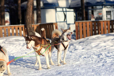 Dogsled Huskies at rest on a snow, Siberia, Russia