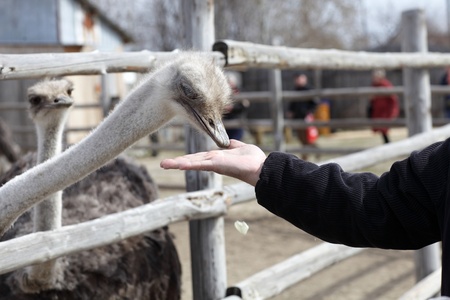 Feeding of ostrich on a farm in autumnの写真素材