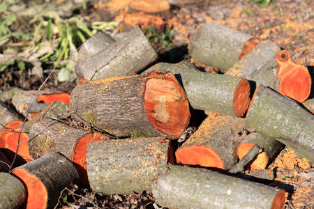 It is heap of red aspen woodの写真素材