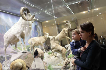 Family looking at mountain sheep in zoological museumの写真素材