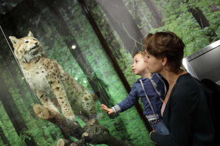 Family looking at tiger in zoological museumの写真素材