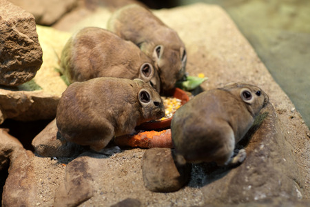 The hamsters eating carrots in the zooの写真素材