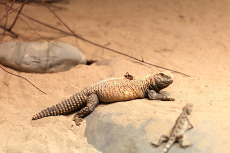 Lizard and grasshopper on a sand in the terrarium at zooの写真素材