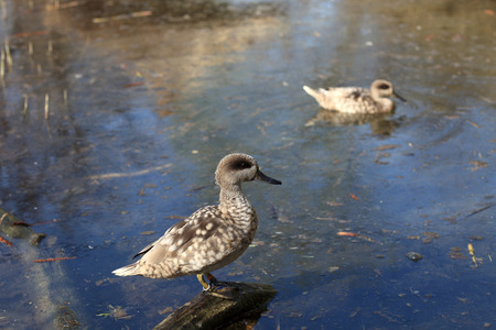 Marbled teal in the swamp in zooの写真素材