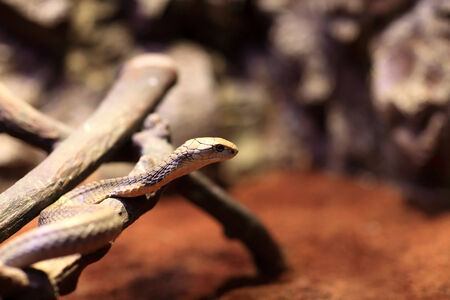 The snake on a stick at a terrarium