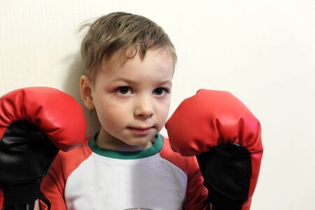 Portrait of a little boxer on the wall backgroundの写真素材